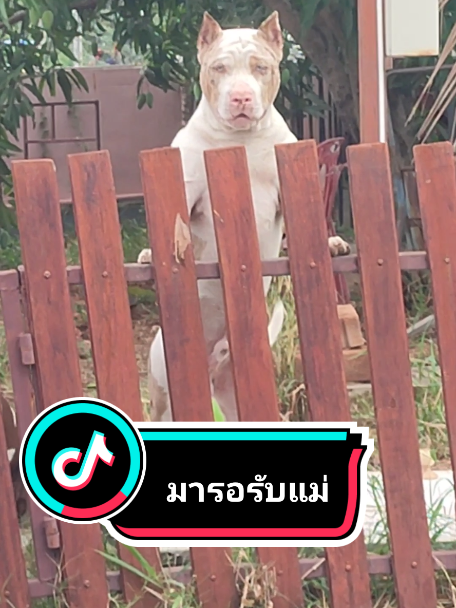 #หมาเฝ้าบ้าน มายืนรอแม่ หมาของฉันฉํนรักพวกเค้ามาก