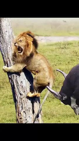 buffalo hit loin fighting video #animalsoftiktok #vrialvideo #animalworld #foryoupage #animals #wildlife #nature #fighting #vide #buffalo #vr #10millionadoptions #attck 