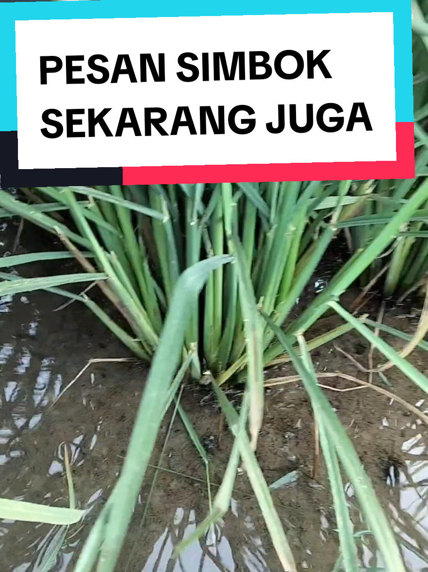 Tanam Padi Simbok metode satu satu  #simbok #SIMBOK5KG #benihsimbok1kG #pruningpadisimbok #padisimboksawah 