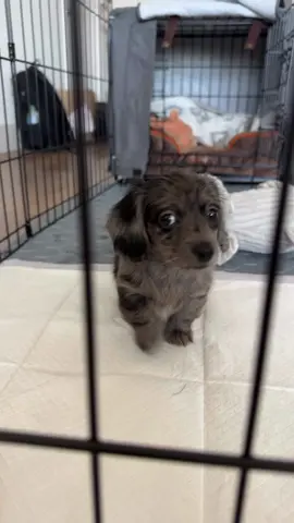 She really said “get my good side” 💋#minidoxie #mini #dachshund #orzo #puppy #minipuppy 