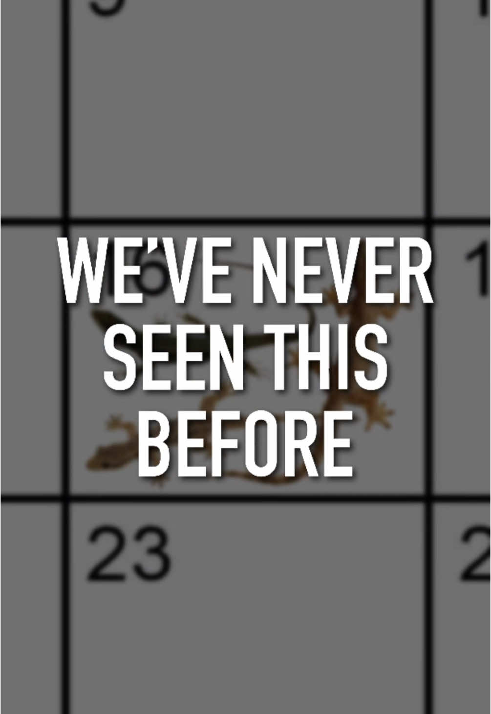 April 16, 2025 - It’s lizards #nextweeknews #lizards