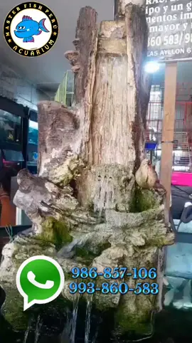 #pecuaria #rock #acuario #viralvideos #tiktoknews #oscarsathome #fypシ゚ #peru🇵🇪 #Masterfish