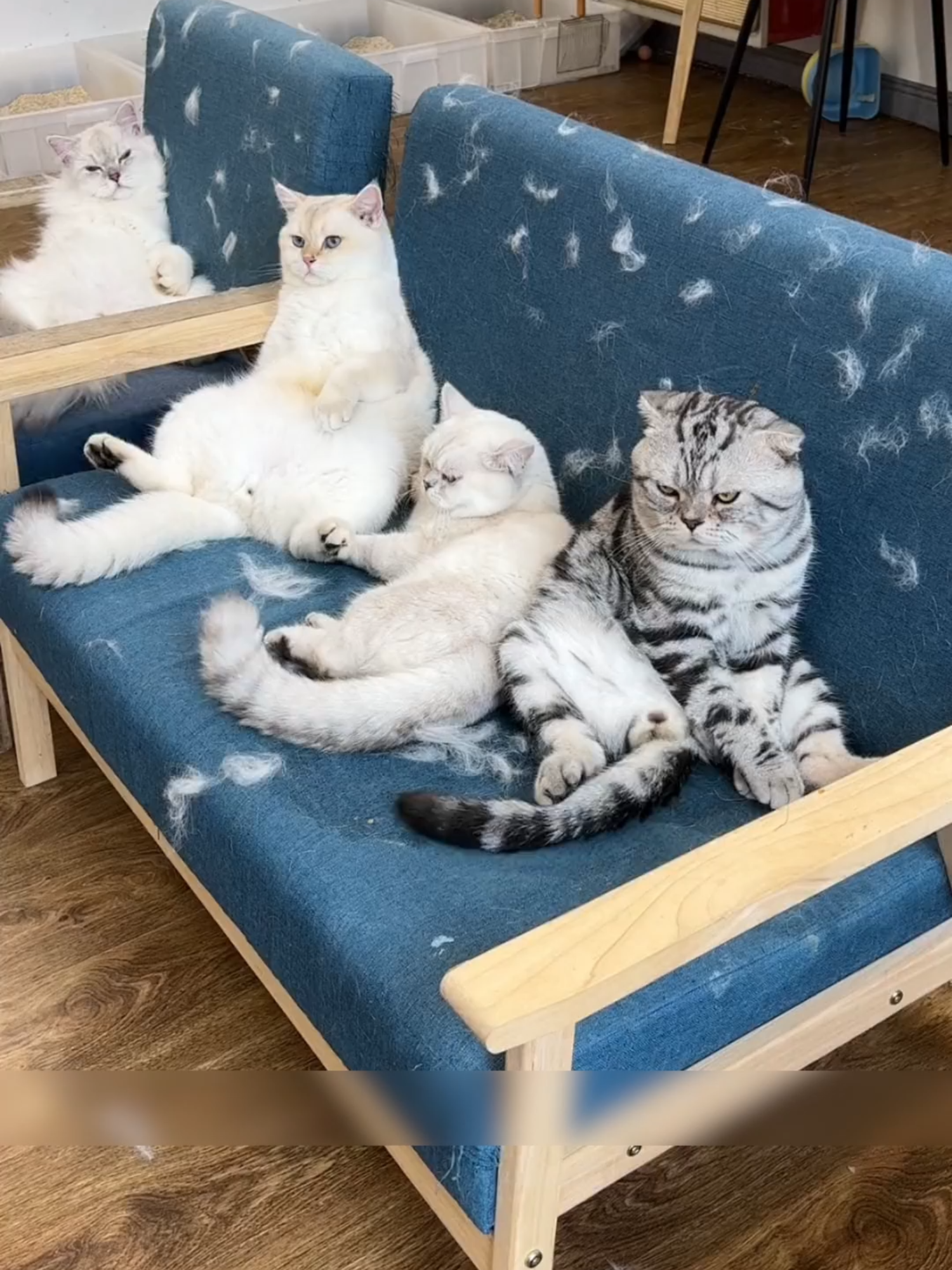 this fur remover is really great for cleaning up pet hair#CreateToWin #catslove #animalsoftiktok #cat #cattok #pets #pethairremover #PetsOfTikTok #pet #cats #catloverstreet #tiktokshopping