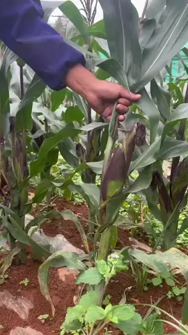 Jagung pulut ketan hitam ini rasanya pulen legit dan manis. Nilai ekonomi nya juga tinggi. Cara tanam nya seperti tanam jagung biasa #jagung #jagungpulut #jagungketan #fyp #mewalik #bertani #benihjagung #bibitjagung 