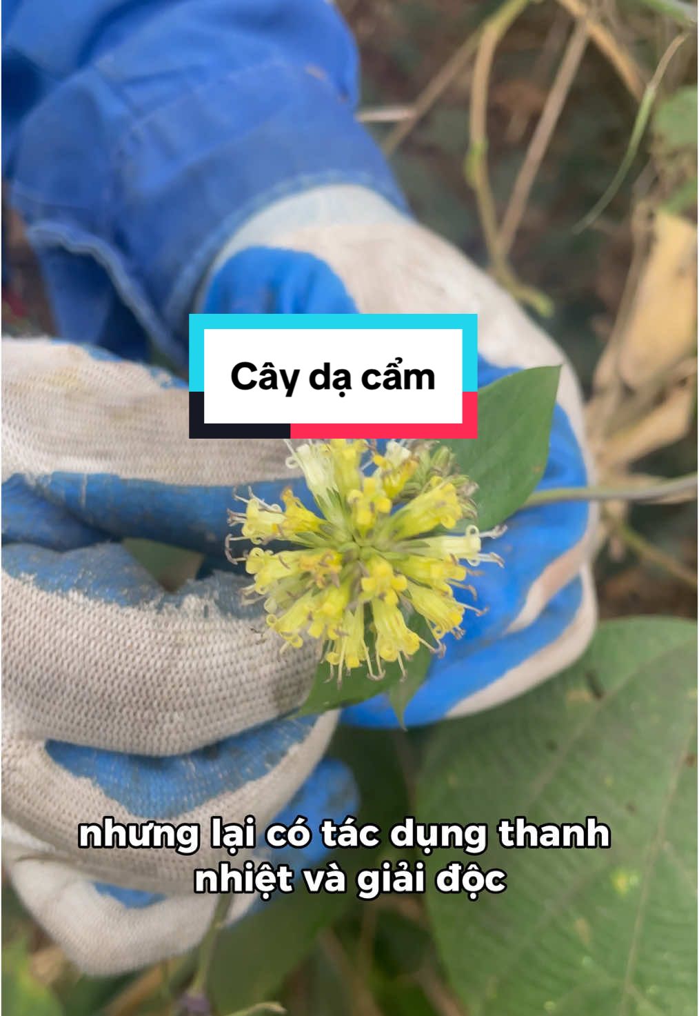 Phần 76 Cây dạ cẩm. Mọc nhiều nơi dễ tìm nên bà con có thể lấy về hỗ trợ cho vấn đề dạ dày nh #daudaday #viemloetdaday #traonguocdaday #thanhtatrang #dadayhp #thaoduocdantoc #meodangian #cuocsongvungcao #bathuthaoduoccaolan #LearnOnTikTok 