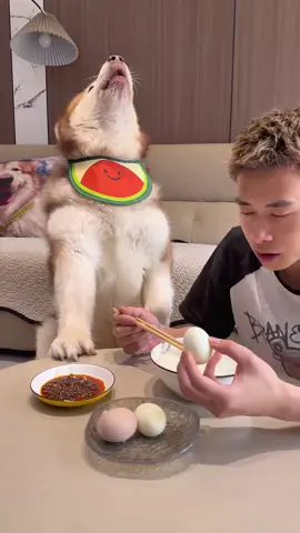 The Importance of Dogs Learning a Language to Eat Chili Pepper#Dog 