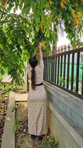 #ဦးဦးဖျားဖျားပိတောက်ပန်းလေးတွေ ဘုရားကပ်ဖို့ကိုယ်တိုင်ခူး🤭#viral #flypシ 
