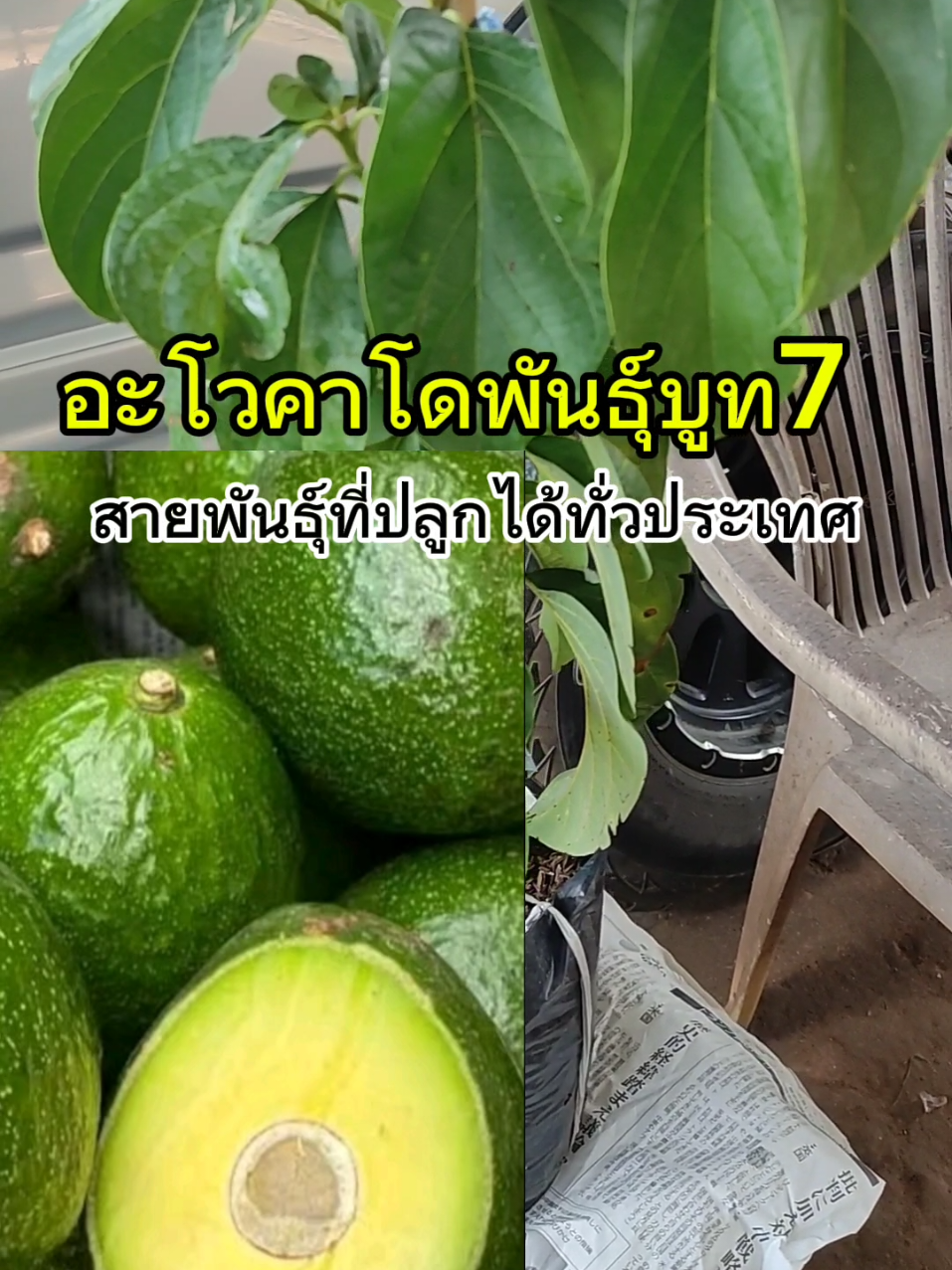 สายพันธุ์อะโวคาโดที่น่าปลูกมากๆก็คือสายพันธุ์บูท 7 เพราะว่าสามารถปลูกได้ทั่วประเทศทนต่อทุกสภาพอากาศโดยเฉพาะกิ่งทาบที่ให้ผลผลิตที่ดกและติดผลเร็ว#อะโวคาโด #อะโวคาโดพันธุ์บูท7 #ต้นอะโวคาโด #ปลูกอะโวคาโด้ #อะโวคาโด้เพื่อสุขภาพ🥑🥑 #อะโวคาโด้ซิ่งตรงจากสวน #อะโวคาโด034 #อะโวคาโด้ปั่น #อะโวคาโดมิกซ์ #ผลไม้ปลอดสารพิษ #ปลูกอะโวคาโดเพื่อสุขภาพ #กินพืชผักสมุนไพรผลไม้ต้านโรค #ผักสวนครัว #ปลูกผลไม้กินเอง #เกษตรผสมผสาน #เกษตรพอเพียง#ผลไม้น่าปลูก #พืชเศรษฐกิจ #พืชสมุนไพร #ผลไม้ไทย #สมุนไพรไทย #จําหน่ายพันธุ์ไม้ทุกชนิด 