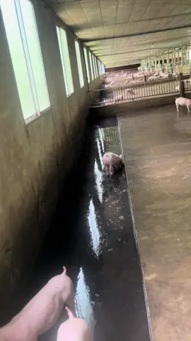 #channuoiheo🐷 #bentre71🌴🥥 