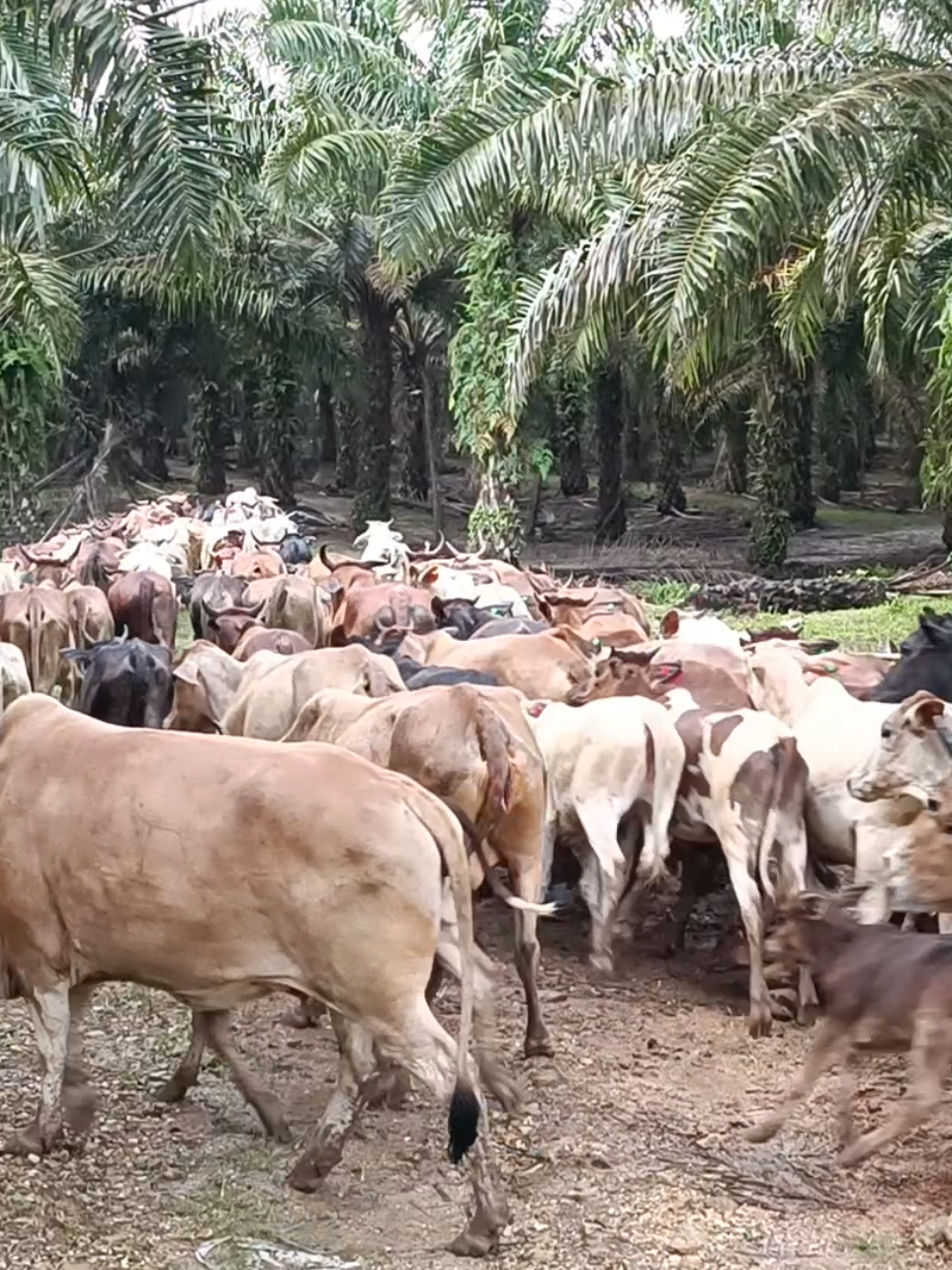tengah cari lembu korban ke? #fy #fyp #lembu #ladang 
