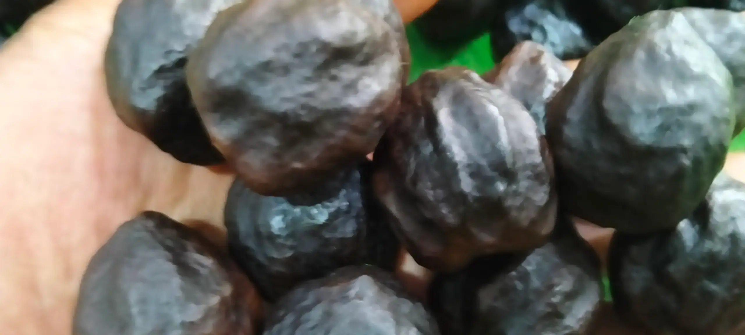 #Kemiri Viral - Muncang Adu #Muncang Timor - Kemiri NTT #Kemiri Flores - Muncang Manggarai #Di Rendam air cuka, direndam air teh basi, direndam vixcal, dibacem minyak kemiri, di palle, mainan, coco'oan, iseng², hiburan...🙏😎👍