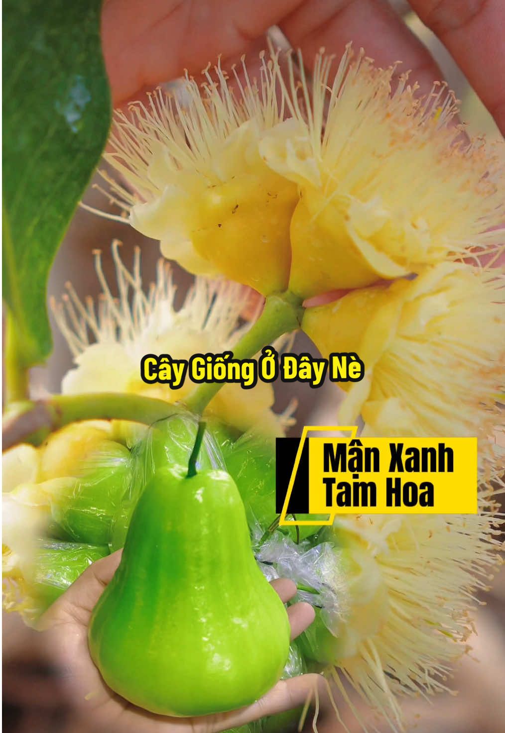 Cây Giống Mận Xanh Tam Hoa Mình Trồng Ở Giỏ Hàng Nha #hienonha 