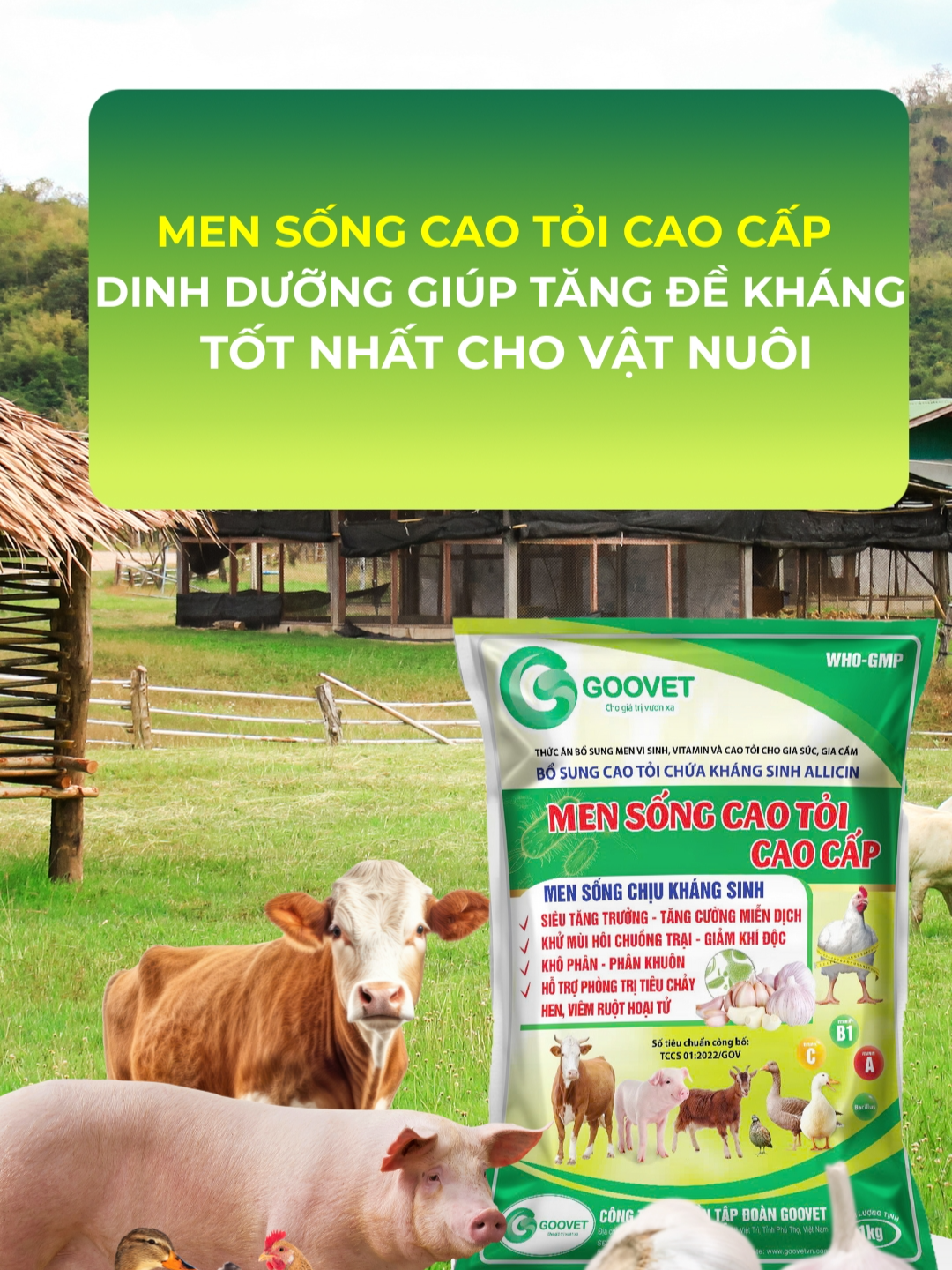 Men sống cao tỏi cao cấp dinh dưỡng giúp tăng đề kháng tốt nhất cho vật nuôi #goovet #thuocthuy #channuoi #mensongcaotoicaocap #meochannuoi #channuoiga #channuoiheo#xuhuong