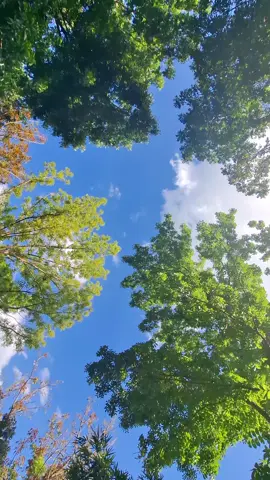 peace of mind #fypシ゚ #nature #calmnessofmind #fypage 