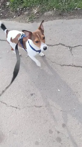 #dog #дрт #дб #собака #тренд #вреки #ukraine 