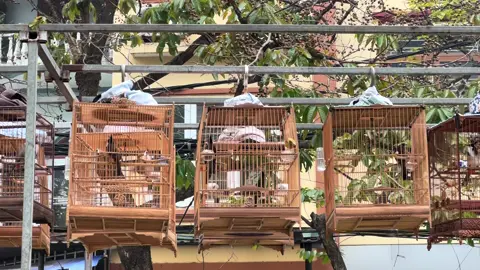 #tiktok2025 #viralvideo #clbchaomaomienbac #atty2025 #chimchaomaothidaudinhcao Buổi Dãi Dượt 110p Mà Thấy Tê Tê Cái Thằng Người🤩🤩🤩