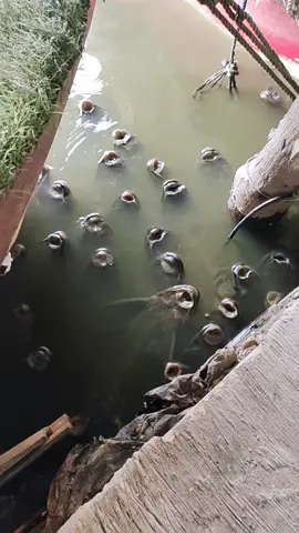 Ikan sapu sapu kepengen minta makan..😱 #ikan #ikansapusapu #kolam #kasihan #poor 