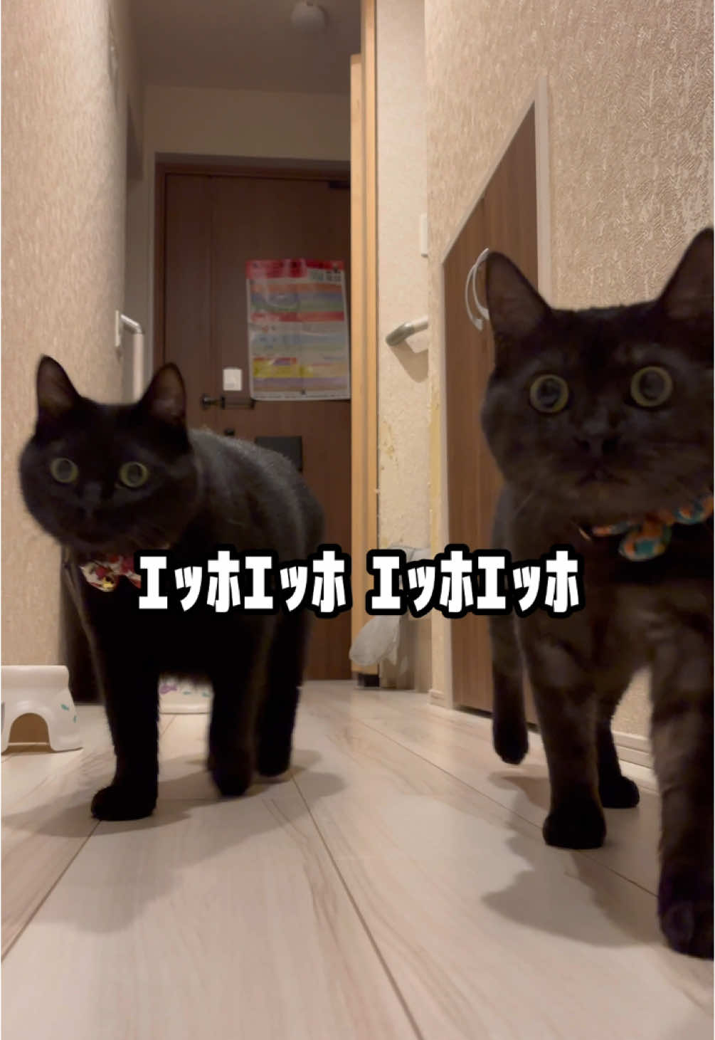 みんなに伝えなきゃ！きんちゃんver #猫 #ねこ #猫のいる暮らし #黒猫 #ｴｯﾎｴｯﾎ 