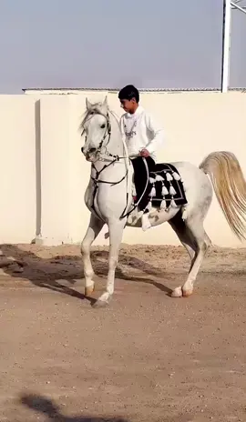 #خيل_وخياله🐎 #خيل_وخياله🐎 #خيل_وخياله🐎 #خيل #خيل #خيل_وخياله🐎 #خيل_وخياله🐎 #خيل_وخياله🐎 