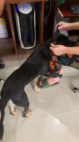 Lu nhỏng nhẻo đây #xuhuongtiktok #thucung 