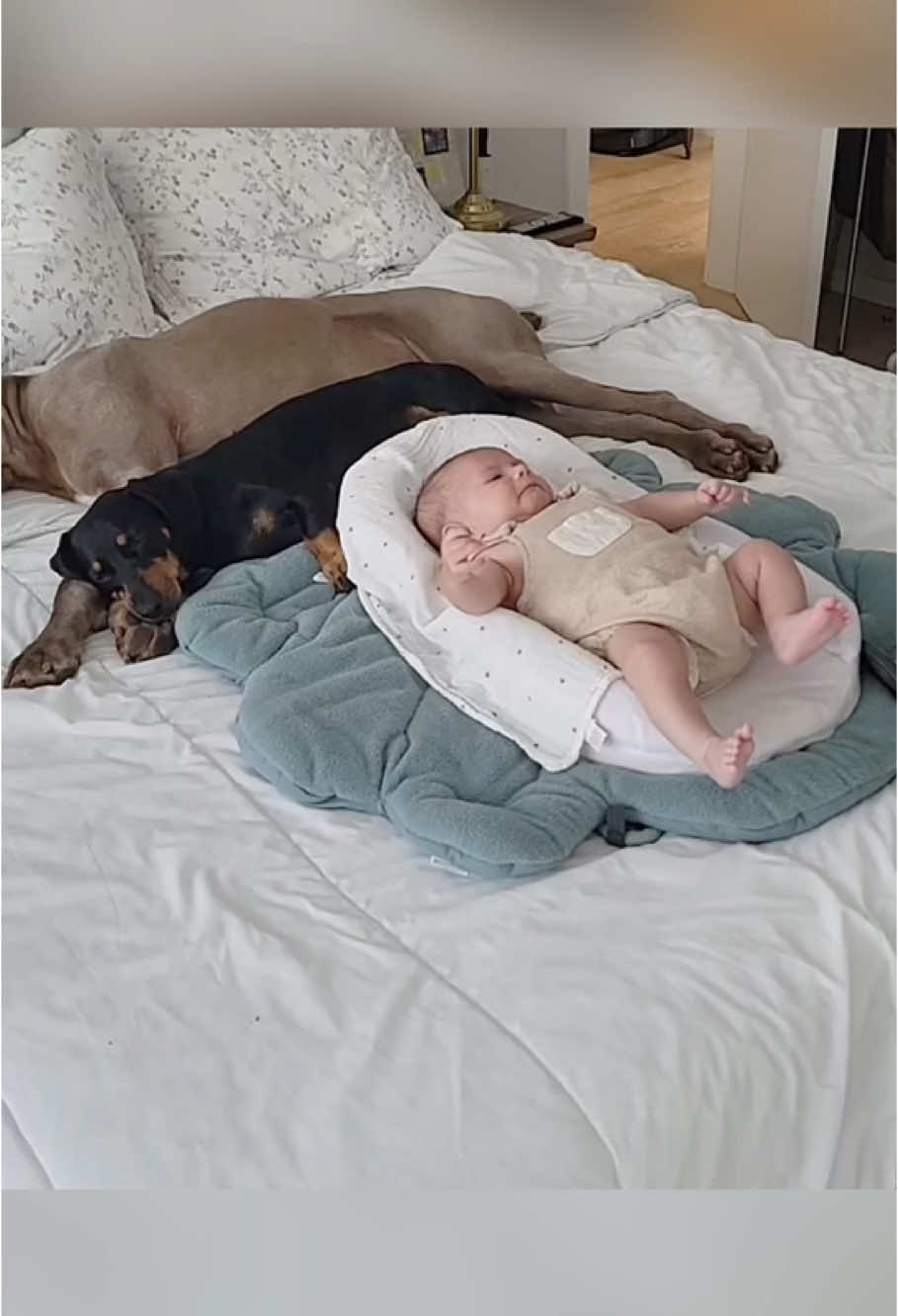 Dog’s love for baby🐶❤️🍼#baby #dog #Love #tiktok #family #doglover 