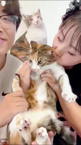 This is a very jealous cat. #cat #catsoftiktok #catlover #funny #funnyvideos #foryou #fypage #fypツ #funnycat #funnytiktok #cats
