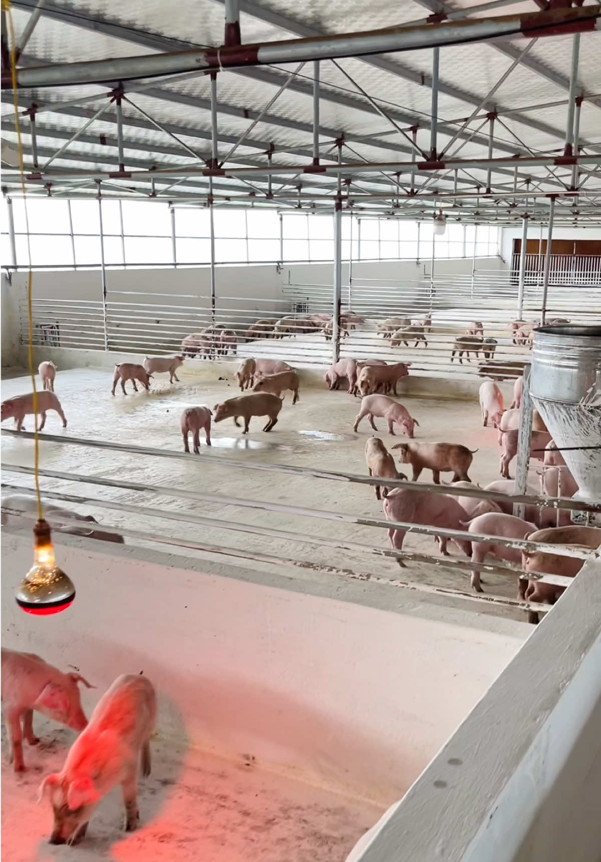 Đam mê khi ở cái tuổi còn quá trẻ #channuoi #heo #khoinghiep #xh 