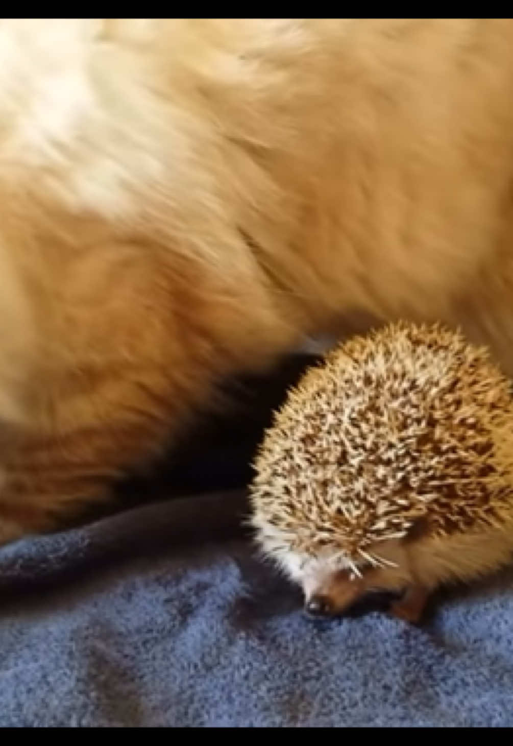 awhhh hedgehogs so cute #cute#sonic#sonicthehedgehog#hedgehog#sonicrush#blaze#blazethecat#sonicspeedmeup#sonicfandom#sonicfranchise#cat#kitty#blazeandsonic#trending#viral#tiktok#blowup#trend#fyp#fypp 