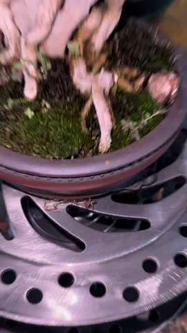 Bàn xoay sắt thép tải nặng 200kg mặt 22cm ổ bi chống bụi nước, có khóa xoay 🥰 #caycanh #banxoaybonsai #dungculamvuon #banxoay #banxoaylivestream #dexoaytrungbay #banxoay360do 