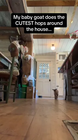 Happy little goat #happy #funny #foryou #cute #fyp #goat #jump #