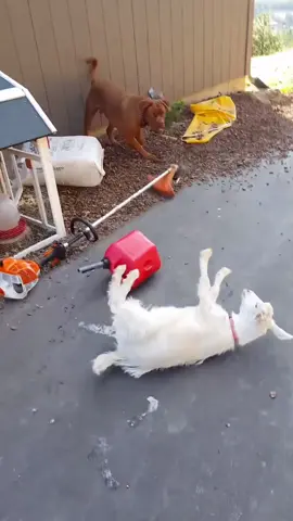 Funny goat.#usa_tiktok #fouryou #funnyvideos #fyp #tiktok #funny #goat #goatsoftiktok 