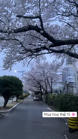 Con đường hoa anh đào sau cty nhìn cũng đẹp phết 🌸 #hoaanhdao #sakura #cuocsonghanquoc #laodonge9🇰🇷 #korea #hanquoc #xh #spring #changwon #창원 #binhminh #muaxuan 