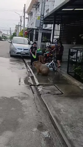เล่นก่อนไม่รอแล้วคร้าบ😂 #songkran2025 #สงกรานต์ #สงกรานต์2568  #bobbycapybara #capybara #capybaratiktok #หมามะพร้าว #กะปิปลาร้า #animals #animalsoftiktok #คาปิบาร่า #บ็อบบี้คาปิบาร่า 