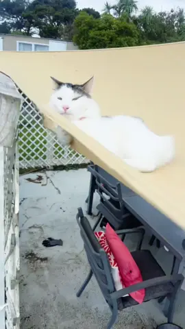 Cats in extreme weather🤣🤣#funny #fyp #foryou #funnyvideos #funnyanimals #funnycat 