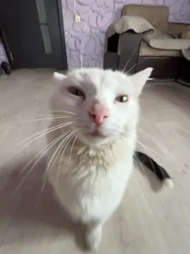 тгк: markizmili #рек#реки#кот#вреки#fyp#fypp