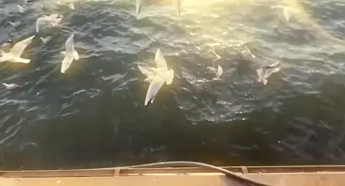 “ bồ câu trắng là biểu tượng của hòa bình nhưng dù thế giới hổn loạn đôi cách của nó vẫn bay cao “#bocau #viral #douyin 