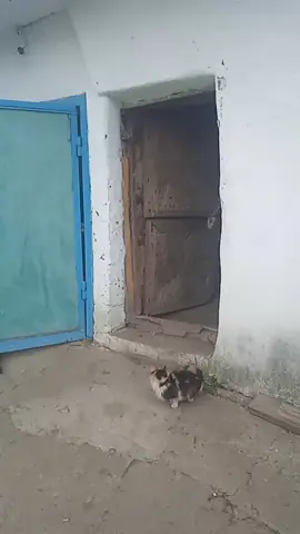 Веселун 