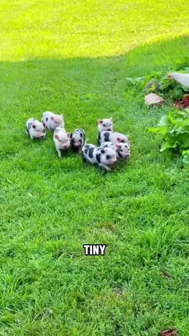 Mini pig 🐽 #tiktok #cute #animals #pet #viral #foryou #fyp 