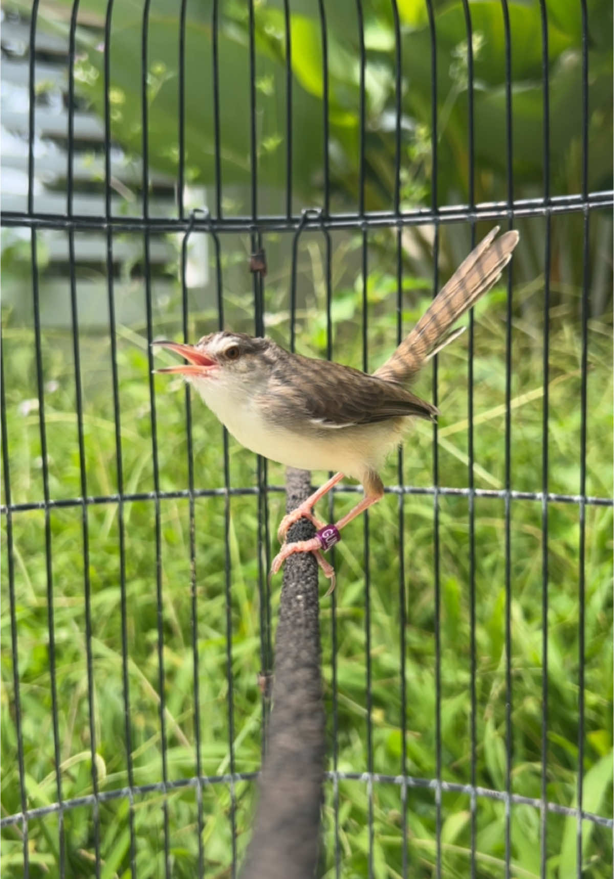 Ciblek sawah Jemur kenceng 🔥 pakan voer ciblek gacormaxx 👍 #kicaumania #cibleksawah 