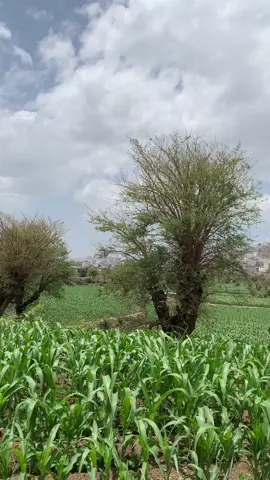 يازين شوف الربيع وشوفة اغصونه اللي سقاها من الرحمن همالي ..#تصويري #إب #احمد_المسيب #capcut #اكسبلور #ترند #هاشتاق #اليمن 