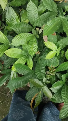 bibit matoa madu#matoa #bibitmatoa #matoamadu 