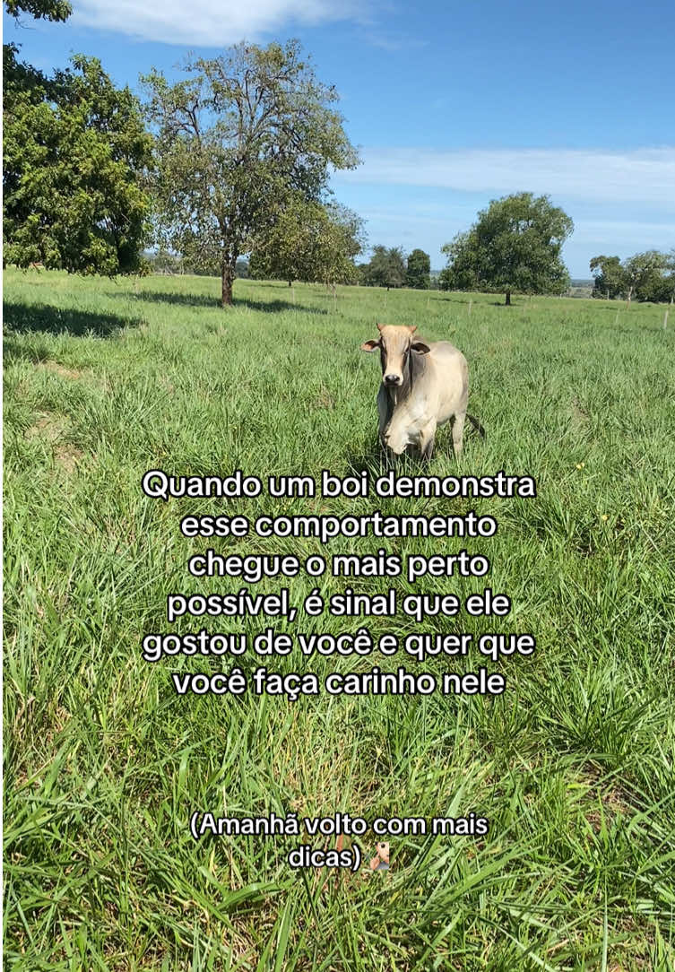#agro #pecuaria #piao #meninodapecuaria #marketing #marketing #viralizatiktok #foryou #fouryoupage #fy #fyp #saidoflop
