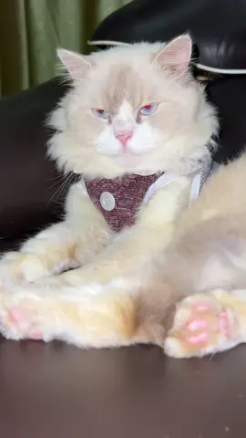 Menyala Babuku 🥰🥰 #cat #catsoftiktok #cats #dubbing #lucu #fypage #fyp #babu #viral #kino #fypシ゚ #mycat 