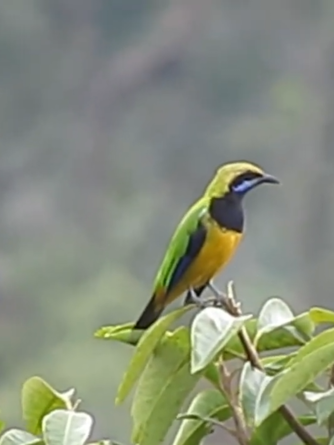 Cucak Cungko ➡️ Orange Bellied Leafbird #burung #bird #kicau #kicaumania #foryou #foryoupage #fyp 