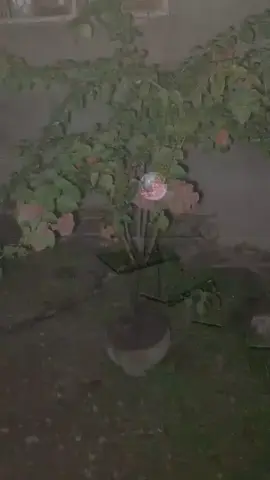 #CapCut #viraltiktok #foryoupage #followers➕ #musicbackground #realtalk #fyp 