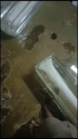 proses muat es balok #fypage #viraltiktok #esbalok #drivermuda #estube @Dhee @adhe_xyz 