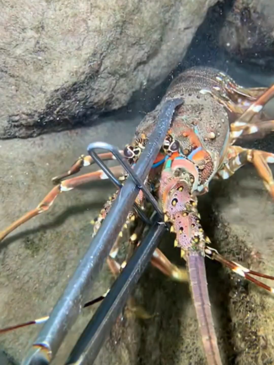#diving #crab #catchthesea #seaside #seafood #fish #eel #lobster #seangsolofishing