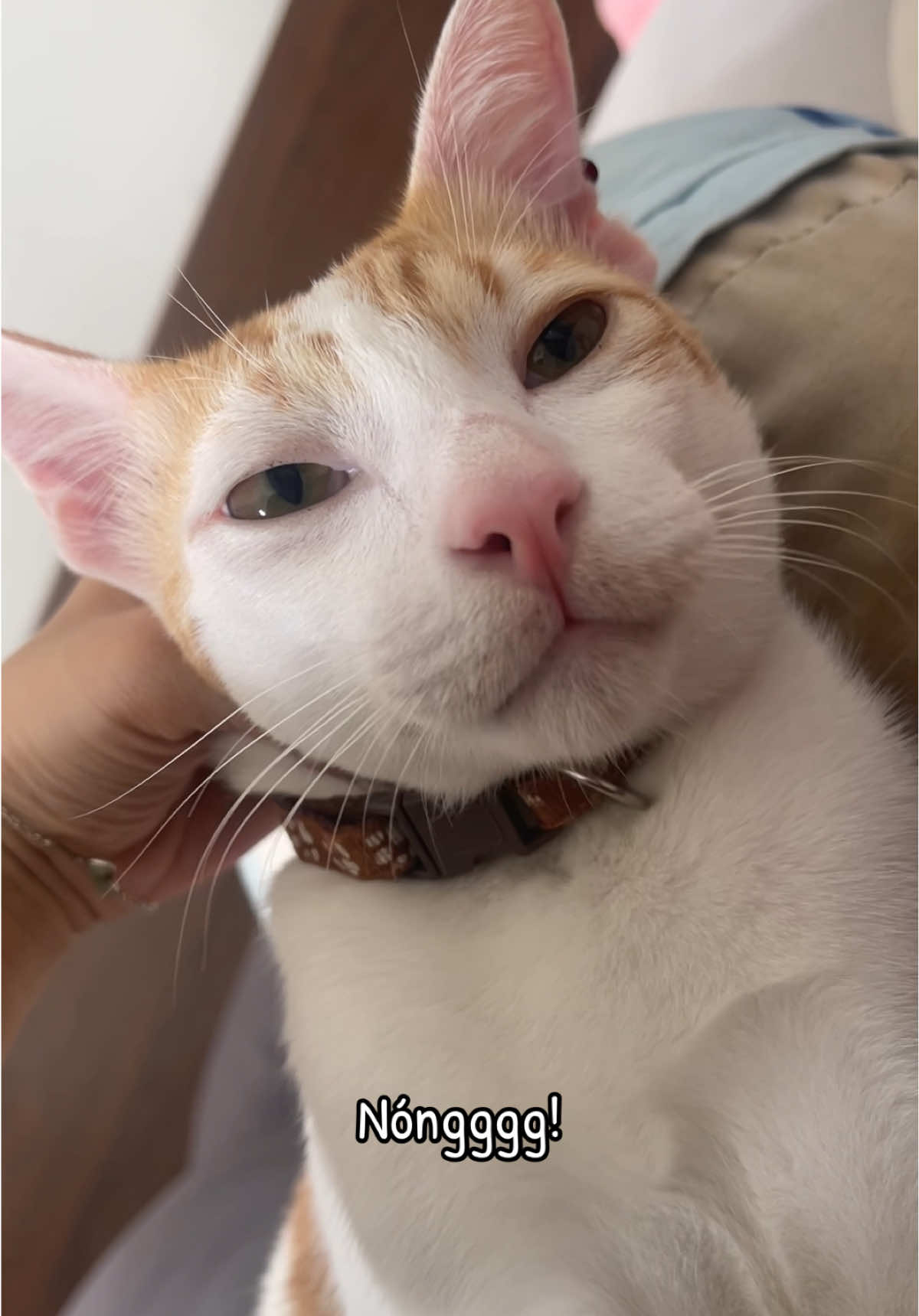 Đối tượng Văn Bi mặt láo!