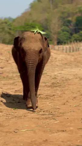 Do I look pretty? Baby Pyimai was happily strolling along when she decided to adorn herself with an improvised sun hat made of fresh leaves, which she wore proudly for a while before shaking it off. Many elephants enjoy tossing dirt or leaves onto themselves, either to protect against the sun, biting insects, or simply for fun when they’re in a good mood—just like little Pyimai today. หนูสวยไหมค่ะ ?  น้องปีใหม่เดินเล่น เด็ดใบไม้มาวางบนหัว ในบางครั้งช้างก็ชอบที่จะโรยดินหรือเศษใบไม้ลงบนตัว เพื่อป้องกันแมลง และเพื่อเล่นเมื่อยามอารมณ์ดีค่ะ #SaveElephantFoundation  #มูลนิธิอนุรักษ์ช้างและสิ่งแวดล้อม #Elephant #ElephantRescue    