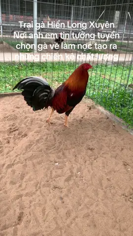 #gà#thinhhanh #xuhuong #tiktok #longxuyen67 